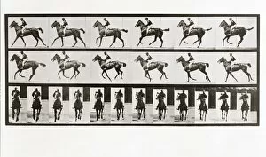 Horse and Rider, Plate 621 from Animal Locomotion, 1887 (photograph)