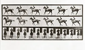 Horse and Rider, Plate 621 from Animal Locomotion, 1887 (photograph) Horse and Rider, Plate 621 from Animal Locomotion, 1887 (photograph)
