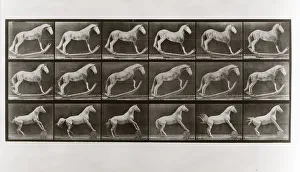 Horse on Rockers and Horse Rolling a Barrel, Plate 649 from Animal Locomotion, 1887 Horse on Rockers and Horse Rolling a Barrel, Plate 649 from Animal Locomotion, 1887