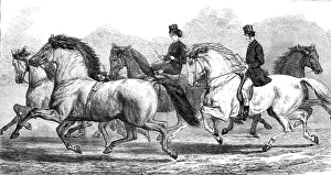 Horsewoman Prints: The Horse-Show at the Agricultural Hall Islington: parade of prize horses