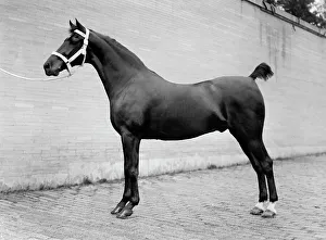 Contestant Prints: Horse Shows - Horses, 1912. Creator: Harris & Ewing
