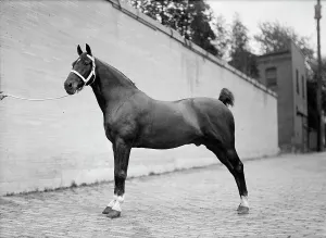 Contestant Prints: Horse Shows - Mclean Horses, 1912