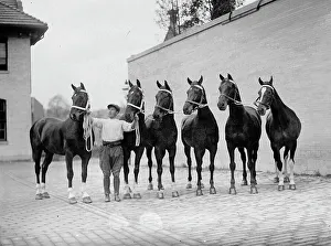 Contestant Prints: Horse Shows - Mclean Horses, 1912