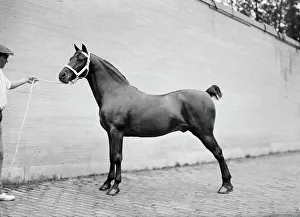 Horse Shows - Mclean Horses, 1912. Creator: Harris & Ewing. Horse Shows - Mclean Horses, 1912. Creator: Harris & Ewing