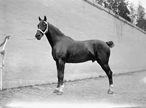 Contestant Prints: Horse Shows - Mclean Horses, 1912