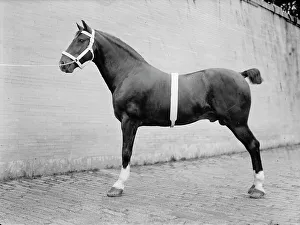 Contestant Prints: Horse Shows - Mclean, John Roll