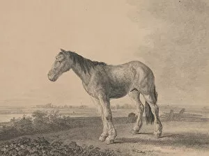 Bartsch Collection: Horse standing on a field in profile to left, 1809. Creator: Adam von Bartsch