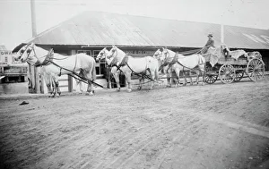 Fairbanks Alaska United States Prints: Horse team starting on trail to Chitina, between c1900 and 1927. Creator: Unknown