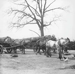 Timber Prints: Horse wagon with timber logs, c1900s