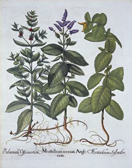 German School 17th Century Prints: Horsemint and Spearmint, from Hortus Eystettensis, by Basil Besler (1561-1629), pub