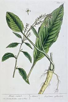 Cookery Collection: Horseradish, 1782. Artist: Elizabeth Blackwell