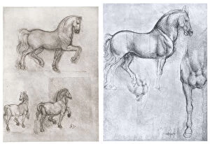 Rambling Collection: Horses, c1490-1510. Artist: Leonardo da Vinci