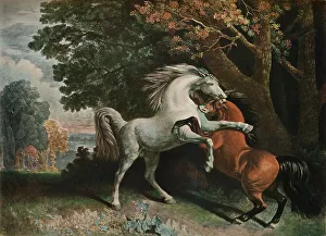 Horses Fighting, c18th century, (1902). Artist: George Townley Stubbs Horses Fighting, c18th century, (1902). Artist: George Townley Stubbs