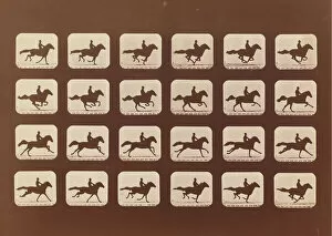 Images Dated 29th March 2021: Horses. Running. Phyrne L. No. 40, 1879. Creator: Eadweard J Muybridge