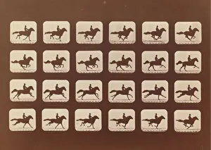 On Horseback Gallery: Horses. Running. Phyrne L. No. 40, 1879. Creator: Eadweard J Muybridge