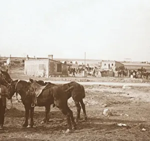 Somme Prints: Horses, Somme-Tourbe, northern France, c1914-c1918