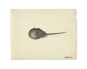 A Horseshoe Crab, n.d. Creator: Pieter Holsteyn the Younger