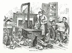 Cooking Pot Prints: Hospital for cats, 1882. Creator: Unknown