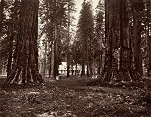Big Tree Collection: The Hotel from Mammoth Grove, ca. 1872, printed ca. 1876
