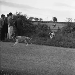 Hound Trailing, one of Cumbrias oldest and most popular sports, Keswick, 2nd July 1962