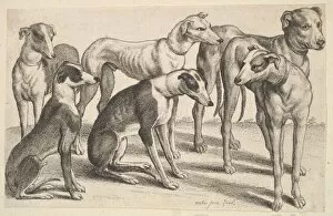 Hollar Collection: Six Hounds, 1646. Creator: Wenceslaus Hollar