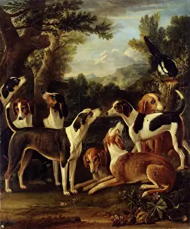 Hunting Dogs Prints: Hounds and a Magpie, 1740. Creator: John Wootton