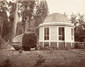 Pavilion Prints: The House Built over the Stump of a Big Tree, 1865-66, printed ca. 1876