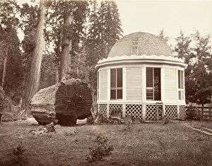 Big Tree Collection: The House Built over the Stump of a Big Tree, 1865-66, printed ca. 1876