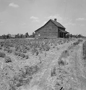 North Carolina Usa Prints: House of cotton sharecropper (white) near Gaffney