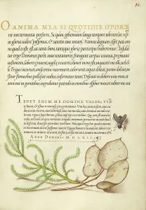 House Fly, Lavender Cotton, and Money Plant, 1561-1562; illumination added 1591-1596. Creator: Joris Hoefnagel