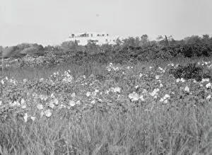 The Shallows Prints: House and grounds of The Shallows