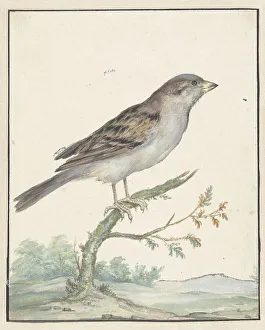 Jan Weenix Prints: House sparrow, 1650-1719. Creator: Jan Weenix