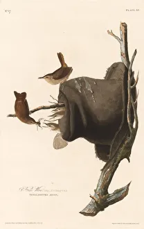 Animal Home Prints: House Wren, 1830. Creator: Robert Havell