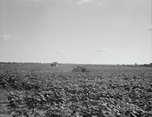 Tractor Prints: Houses dot the fields, abandoned