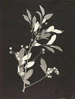 1924 Prints: Huckleberry, 1924. Creator: Bolton Coit Brown