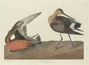 Wading Bird Gallery: Hudsonian Godwit, 1835. Creator: Robert Havell
