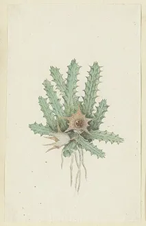 Root Prints: Huernia barbata (Masson) Haw. 1777-1786. Creator: Robert Jacob Gordon