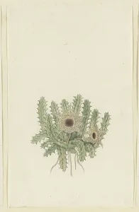 Root Prints: Huernia barbata (Masson) Haw. 1777-1786. Creator: Robert Jacob Gordon