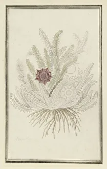Succulent Prints: Huernia guttata (Masson) Haw. (Stapelia Guttata), 1777-1786. Creator: Robert Jacob Gordon