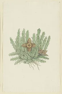 Chalk On Paper Prints: Huernia namaquensis Pillans. (Namaqua carrion-flower)