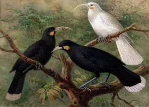 Songbird Prints: Three huia (Heteralocha acutirostris), c1900. Creator: Johannes Keulemans