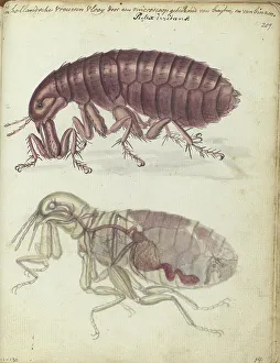 Human flea, (Pulex irritans), 1770-1787. Creator: Jan Brandes