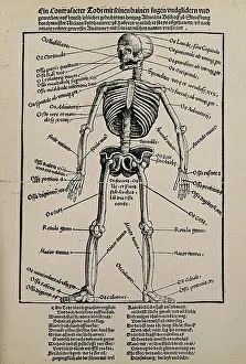 Named Prints: A human skeleton, seen from the front