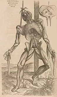 Andries Van Wesel Collection: De humani corporis fabrica (Of the Structure of the Human Body), 1555