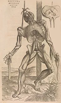 Calcar Gallery: De humani corporis fabrica (Of the Structure of the Human Body), 1555