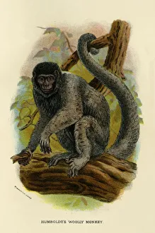 R Bowdler Sharpe Prints: Humboldts Woolly Monkey, 1896. Artist: Henry Ogg Forbes