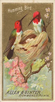 Hummingbird, from the Birds of America series (N4) for Allen &