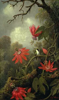 Images Dated 10th February 2020: Hummingbird and Passionflowers, ca. 1875-85. Creator: Martin Johnson Heade