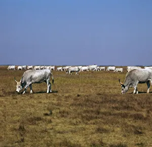 Hungarian white cattle. Artist: CM Dixon