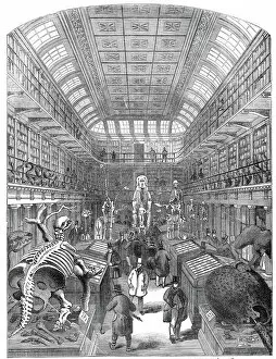 The Hunterian Museum, at the Royal College of Surgeons, 1845. Creator: Unknown
